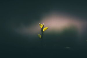 young plant seedling growing in dark soil