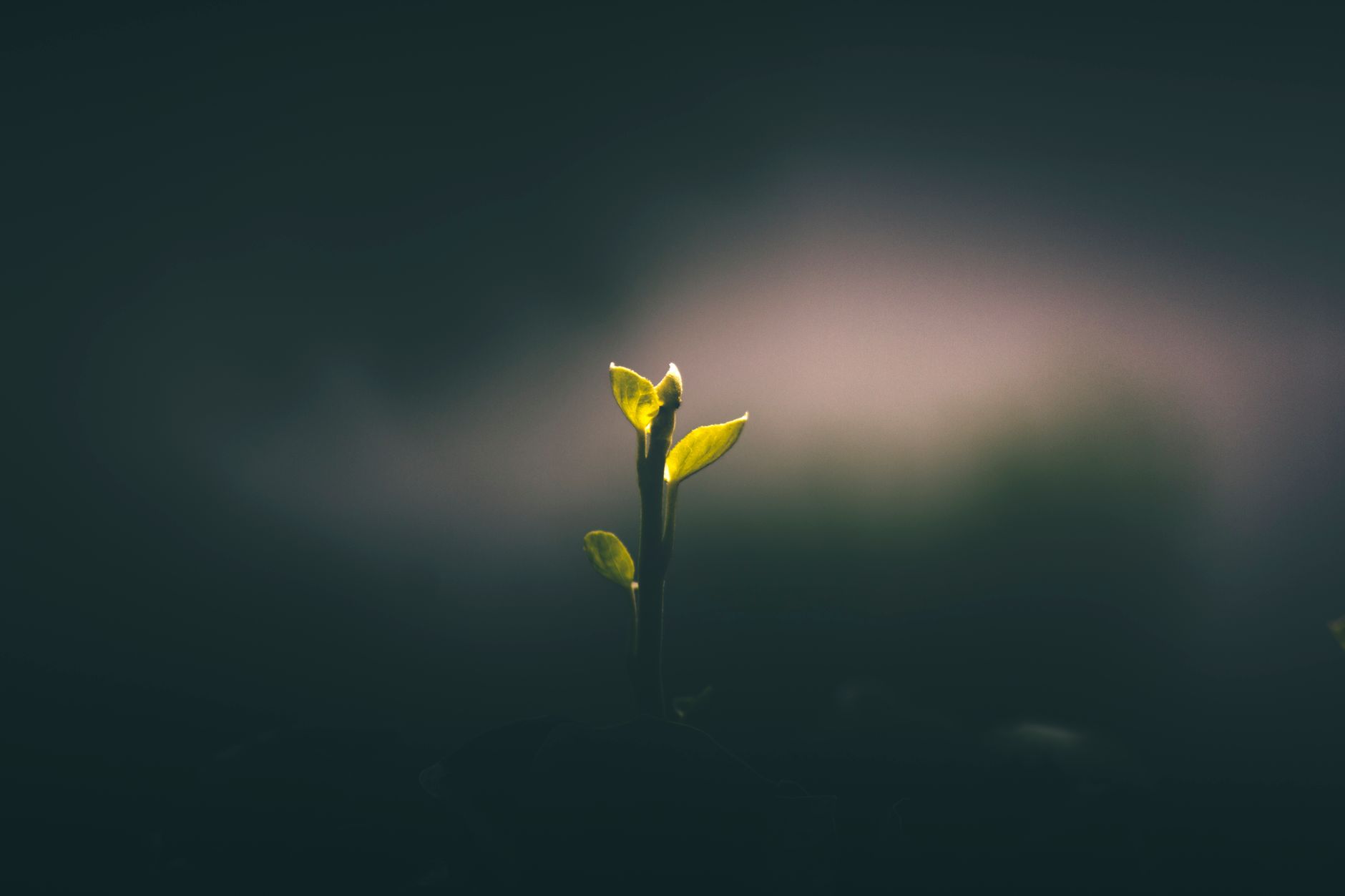 young plant seedling growing in dark soil